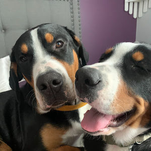 Meet your Posher, Ainsley